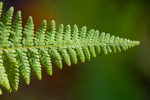 Dennstaedtia punctilobula