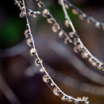 Hackelia virginiana