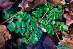 Cardamine sp.