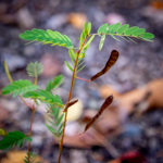 Chamaecrista fasciculata