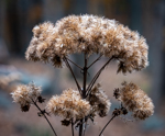 Eupatorium purpureum 'Little Joe'