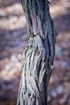 Vitis vinifera