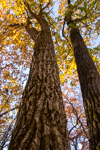 Quercus montana