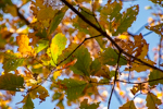 Quercus montana
