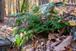Dryopteris intermedia