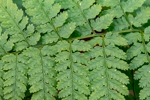 Dryopteris intermedia