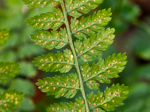 Dryopteris intermedia