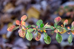 Berberis thunbergii