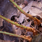 Dryopteris marginalis
