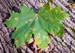 Acer platanoides