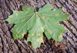 Acer platanoides