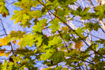 Acer platanoides