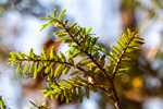 Tsuga caroliniana