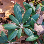 Rhododendron sp.