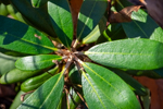 Rhododendron sp.