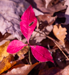Euonymus alatus