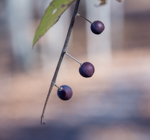 Celtis tenuifolia