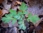 Artemisia vulgaris