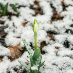 Galanthus nivalis