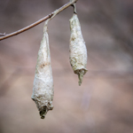 Lindera benzoin