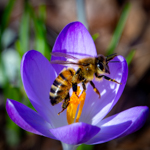 Crocus tommasinianus