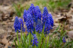 Muscari armeniacum