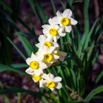 Narcissus sp.