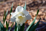 Narcissus triandrus 'Thalia'