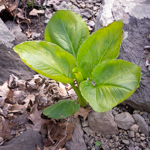 Symplocarpus foetidus