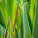 Juncus torreyi