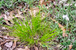 Carex sp.