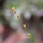 Carex sp.