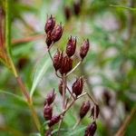 Hypericum prolificum
