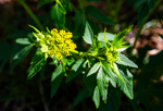 Zizia aurea