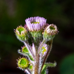 Erigeron pulchellus 'Lynnhaven Carpet'