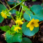 Waldsteinia fragarioides