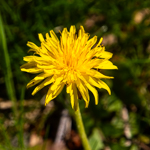 Taraxacum officinale