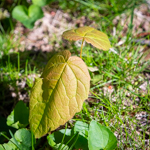 Acer saccharum