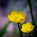 Ranunculus sp.