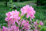 Rhododendron periclymenoides