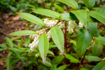Leucothoe fontanesiana