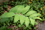 Polygonatum biflorum var. commutatum