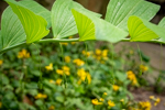 Polygonatum biflorum var. commutatum