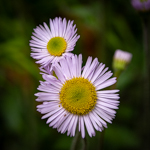 Erigeron pulchellus 'Lynnhaven Carpet'