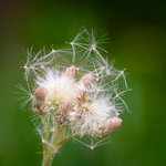 Antennaria plantaginifolia