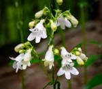 Penstemon digitalis