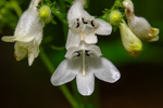 Penstemon digitalis