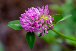 Trifolium pratense
