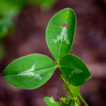 Trifolium pratense