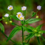 Erigeron annuus